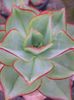 Echeveria subrigida Pinal de Amoles