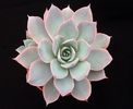 Echeveria subsessilis