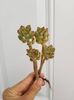Echeveria Supia Cluster