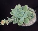 Echeveria Van Breen