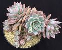Graptoveria Milky Way
