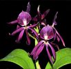 Cattleya bowringeana x Prosthechea cochleata