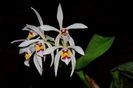 Cattleya iricolor