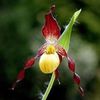 Cypripedium parviflorum