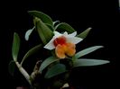 Dendrobium bellatulum