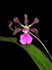 encyclia cordigera orchid