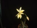 Laelia nevesiana