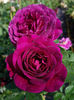 Ebb Tide. Floribunda.