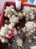 Mammillaria ProliferaTexana