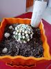 Mammillaria Gracilis cv Oruga