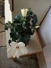 hibiscus continua sa infloreasca