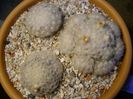 Grup de 3 Mammillaria plumosa