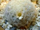 Mammillaria plumosa