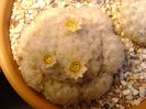 Mammillaria plumosa