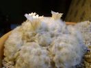 Mammillaria plumosa