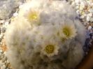 Mammillaria plumosa