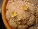 Mammillaria plumosa
