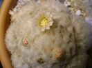 Mammillaria plumosa