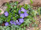 Vinca-Minor