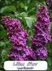 1130_0_Syringa-vulgaris-Andenken-an-Ludwig-Spaeth-Gartenflieder-Gewoehnlicher-Flieder-EdelfliederNkt