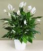 Crinul păcii (Spathiphyllum)