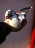 Falcosul