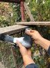 Romeo(fiu din Recuperatul)