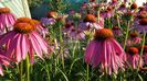 Echinacea Purpurea