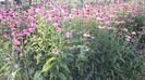 Echinacea Purpurea