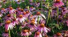 Echinacea Purpurea