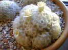 Mammillaria plumosa