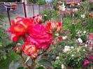 MIDSUMMER