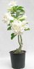 Eșec China - Adenium Double Layer White Flower