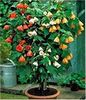 ABUTILON