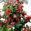 ABUTILON