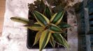 8)agava lophanta latifolia marginata