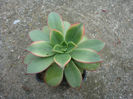 Aeonium haworthii cv. Kiwi