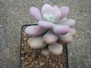 Graptopetalum amethystinum (Rose) E.Walther 1931.