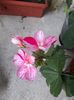 IMG-20181204-WA0037