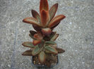 Kalanchoe tomentosa cv. Chocolate Soldier