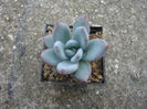 Pachyveria 'Powder Puff'