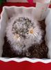Mammillaria Albicoma