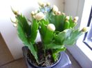 Schlumbergera hb.