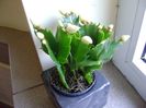 Schlumbergera hb.