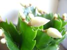 Schlumbergera hb.