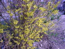 forsythia