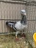 received_279346525958394
