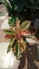 aglaonema