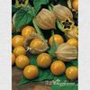 physalis_1