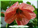 Abutilon Grand Tiger